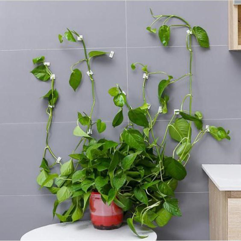 Plant Wall Climbing Fixing Clips (10PCS/30PCS/50PCS)