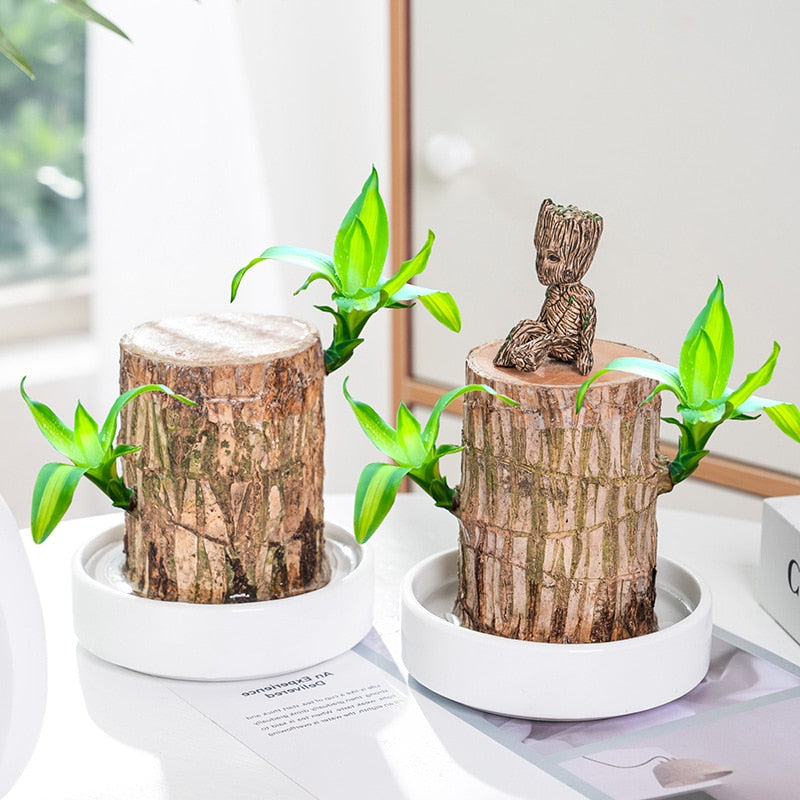 Brazilwood Hydroponic Plants Groot Lucky Wood Potted