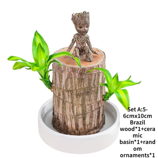 Brazilwood Hydroponic Plants Groot Lucky Wood Potted